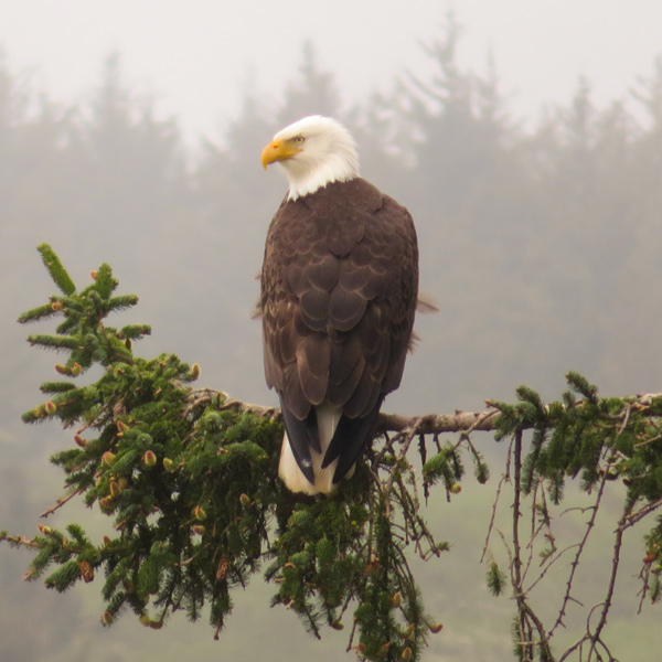 a bald eagle perched on a fir tree branch