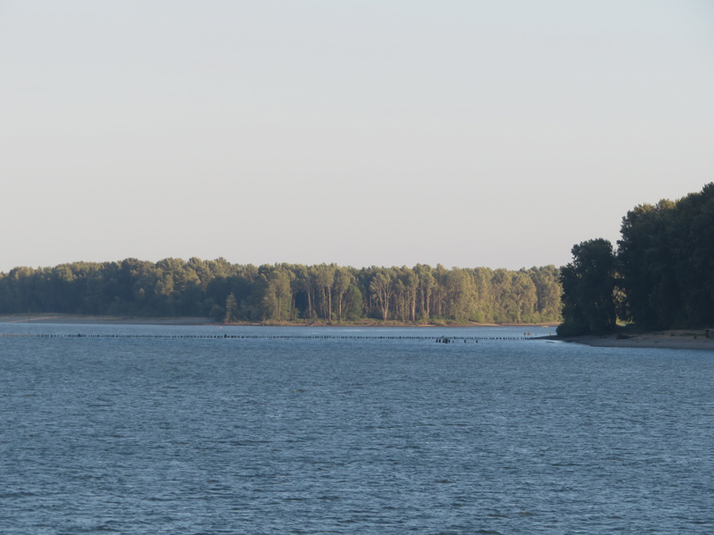 Large island with sandy shores and cottonwood trees