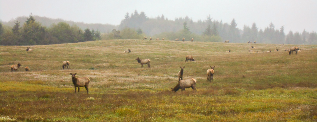 several elk move through a grassy field