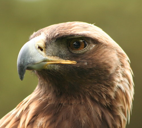 Close-up of an eagle's head as described by Lewis