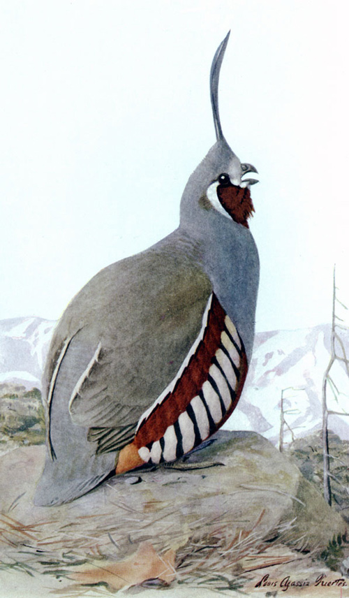 Scientific illustration of a medium-small gray bird