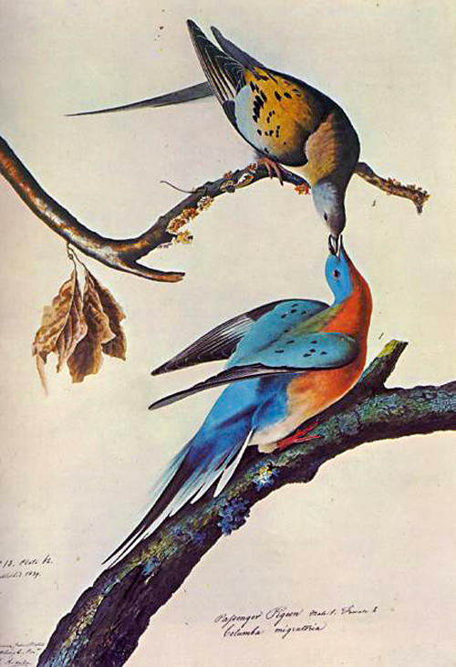 Scientific illustration of two birds