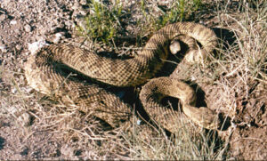 Rattlesnakes