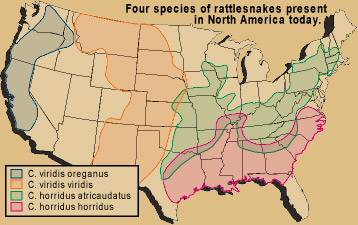 Map showing ranges of four U.S species of rattlesnakes