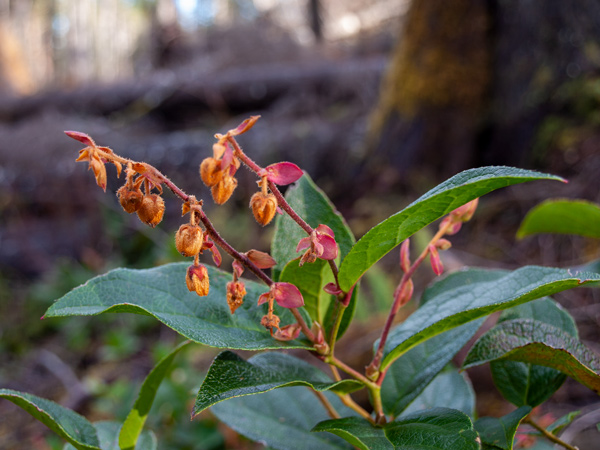 Bush with thick green leaves
