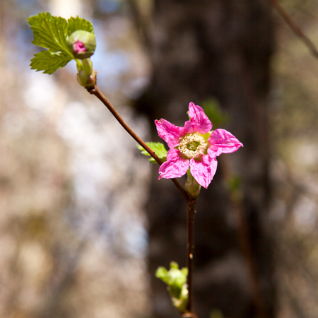 Pink blossom with five petals on a small vine