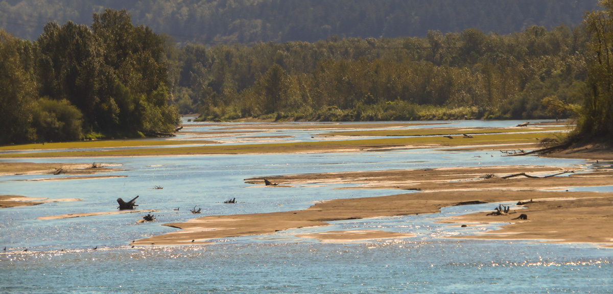 a shallow river full of sandbars