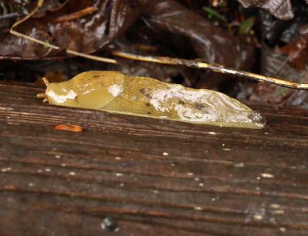 Slimy, green tube on a log