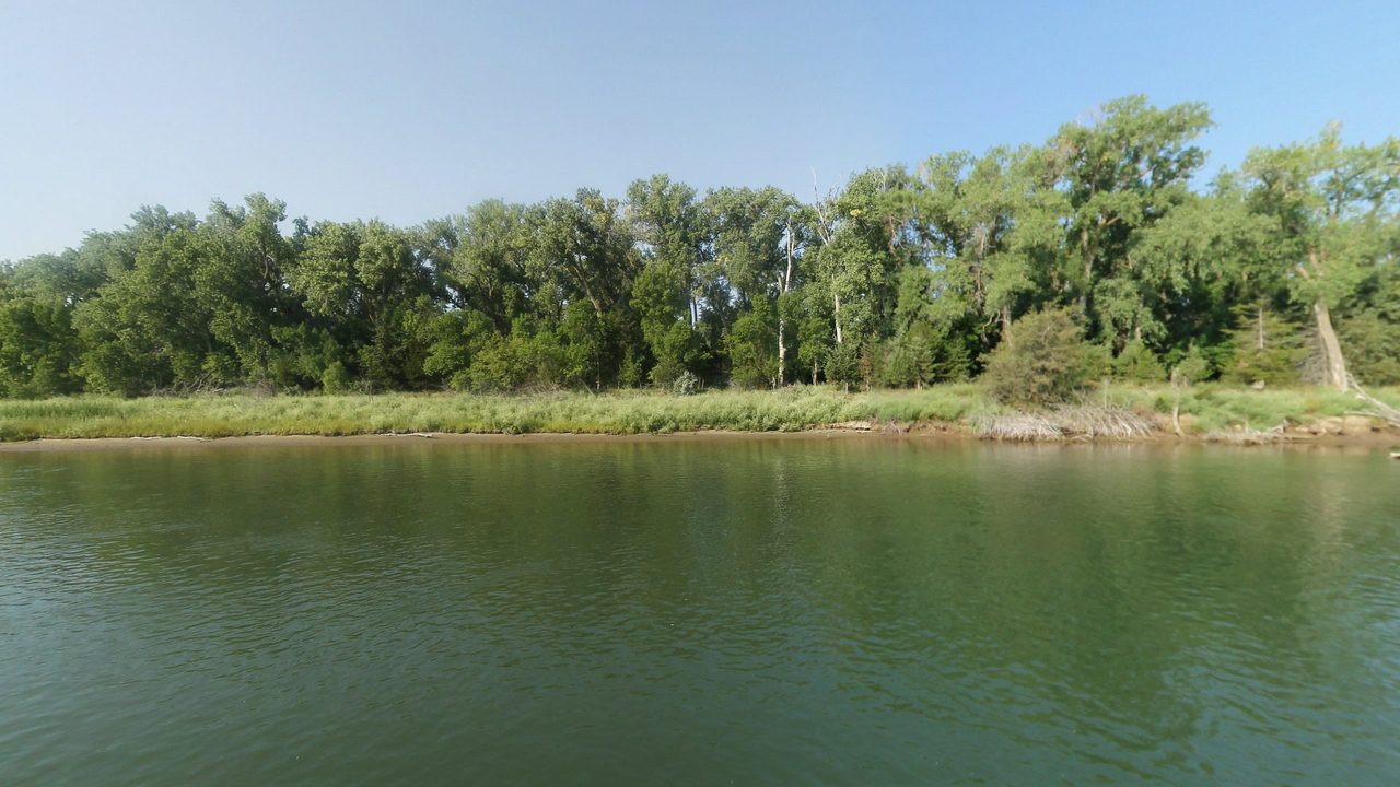 A dense stand of trees along the grassy bank of the Missouri River, 2021