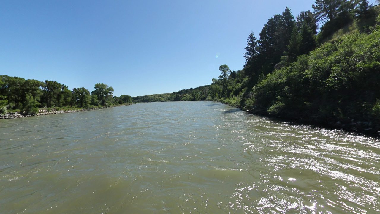 The Yellowstone River running fast below a steep, forested bank, 2024