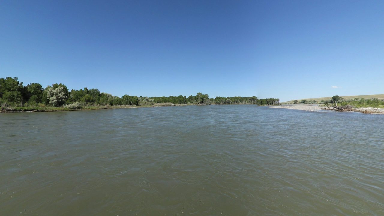 The Yellowstone River between low banks lined with cottonwoods, under a clear blue sky, 2024