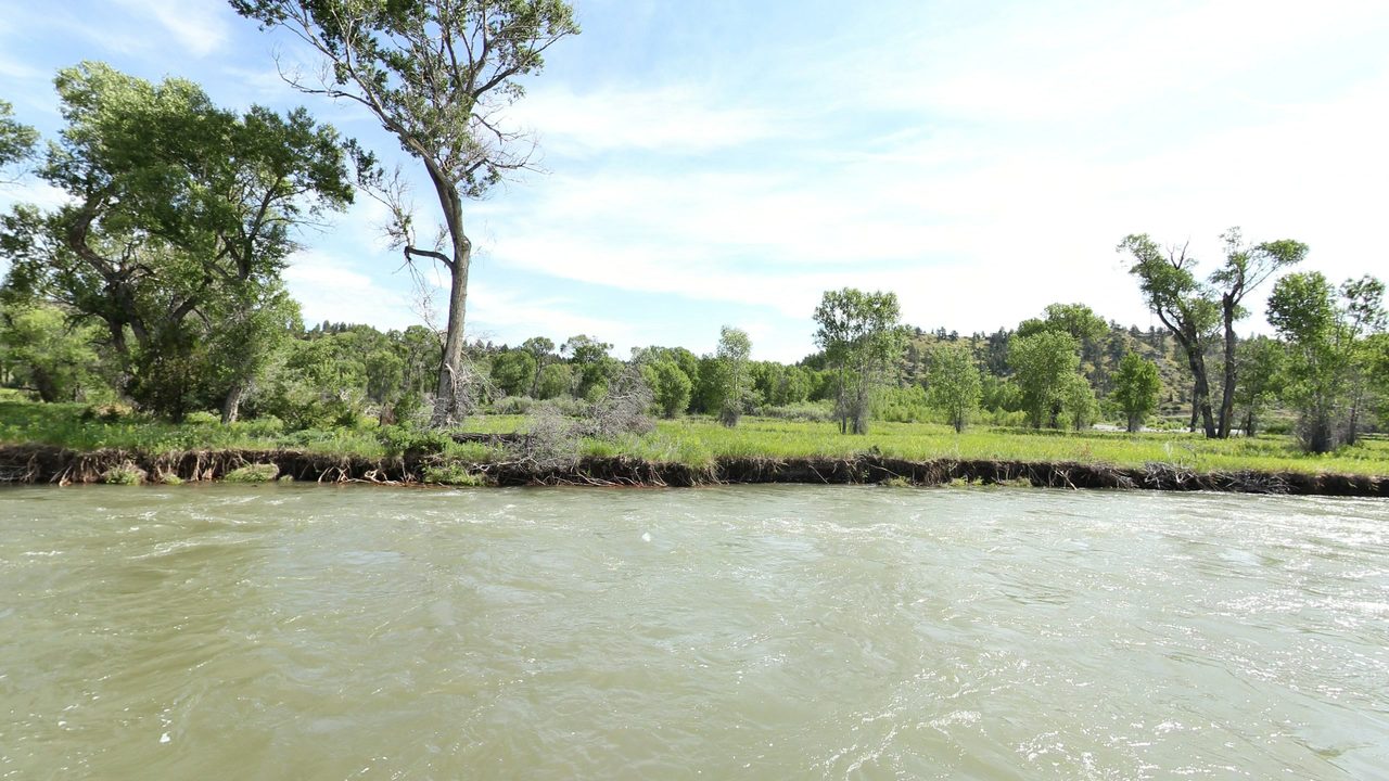 Tall cottonwoods and a green meadow above an eroded riverbank, with wooded hills beyond, 2024