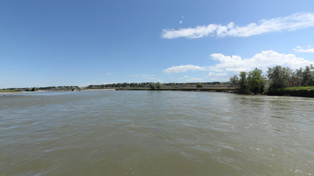 The Yellowstone River under a blue sky with light clouds, with cottonwoods on the right bank, 2024