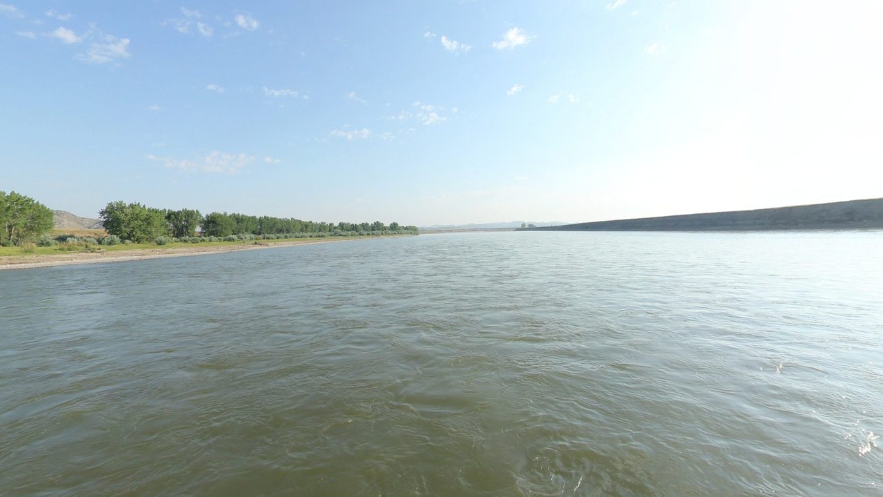 The wide Yellowstone River under a pale sky, with cottonwoods along the low left bank, 2024