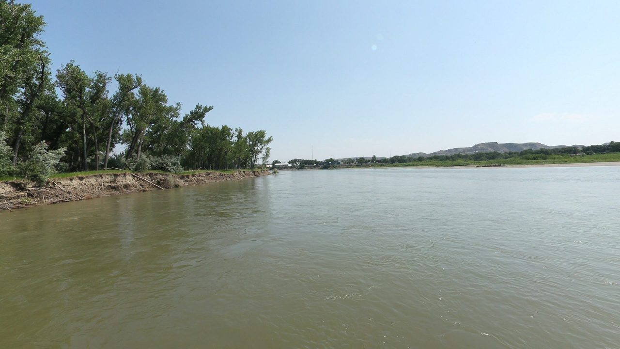 The Yellowstone River flowing past cottonwoods on the left bank toward distant hills, 2024