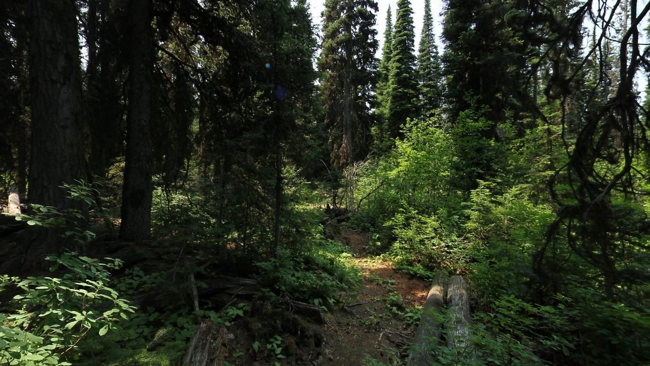A shaded footpath through a dense conifer forest with a leafy understory, 2024