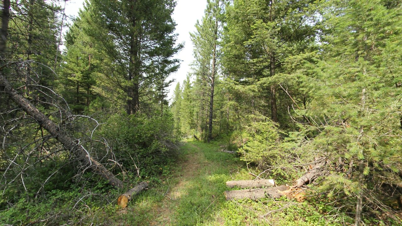 A grassy path through a pine forest, with cut logs along its edges, 2024