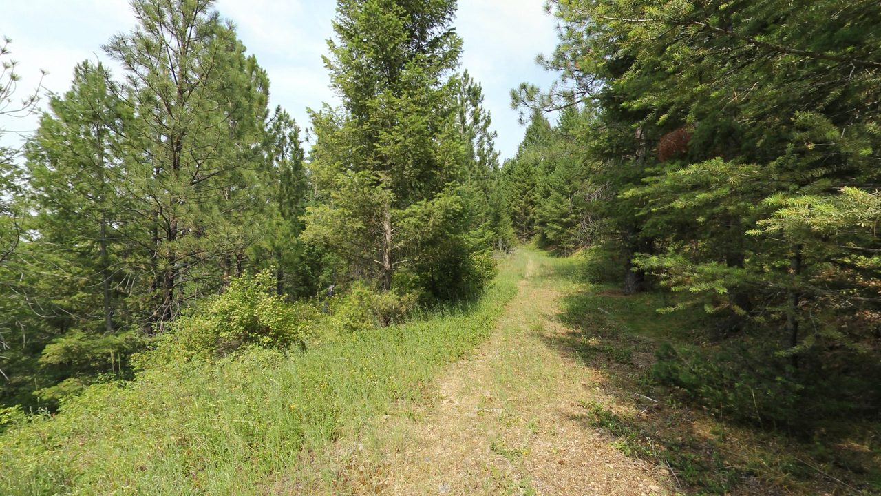 A grassy path winding through a young conifer forest, 2024