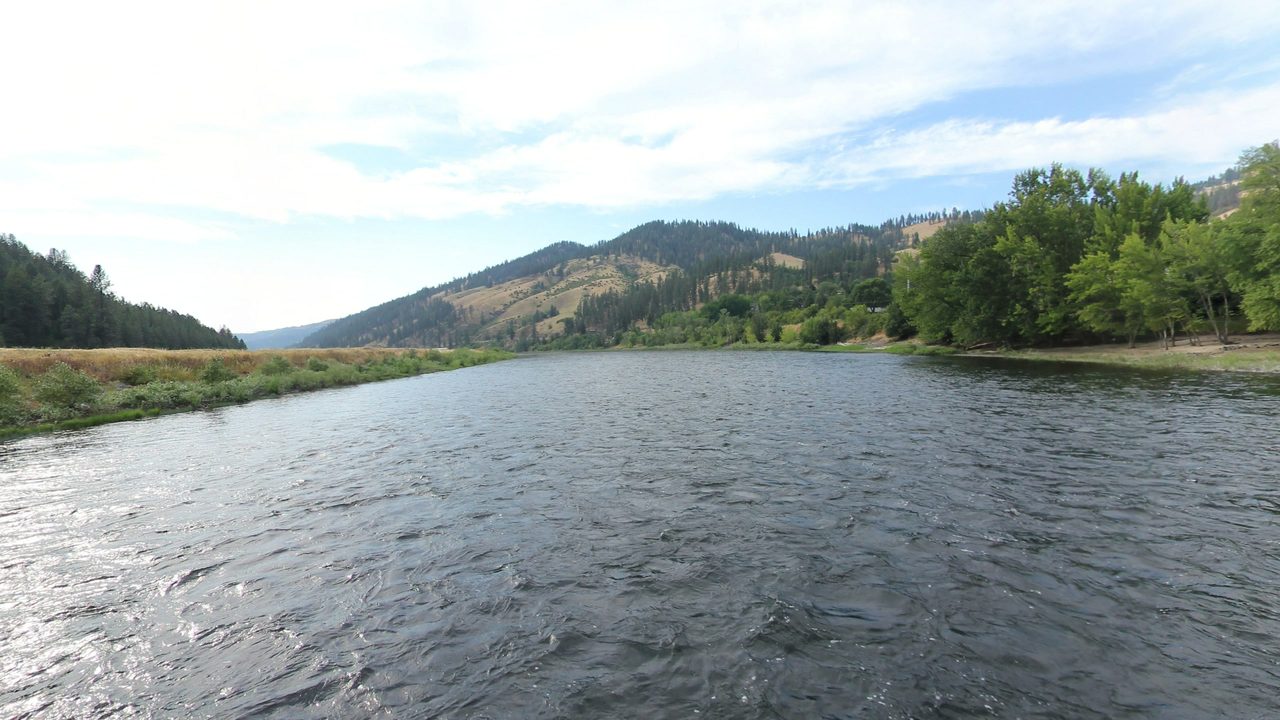 The Clearwater River between forested hills and dry grassy slopes, with leafy trees on the right bank, 2024