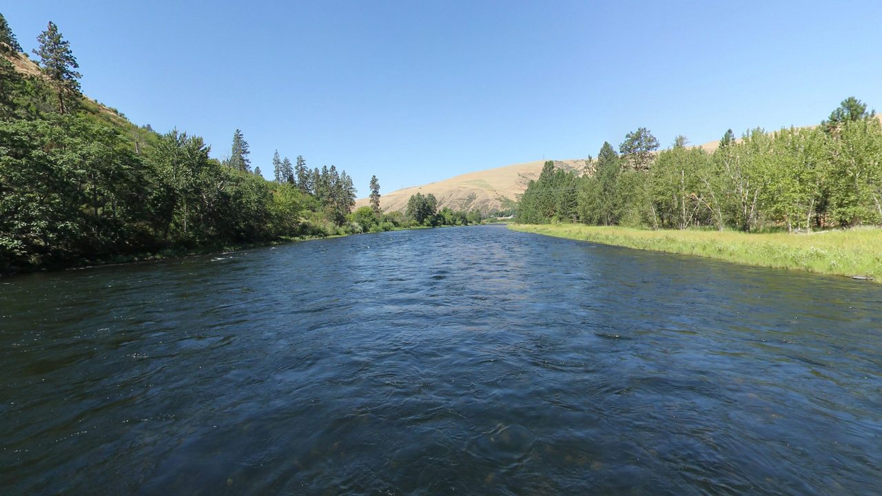 The Clearwater River running between a wooded hillside and a golden grassy slope, 2024