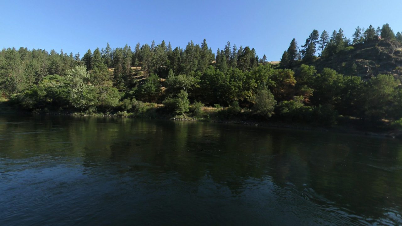 The calm Clearwater River reflecting a lush, leafy bank below forested slopes, 2024