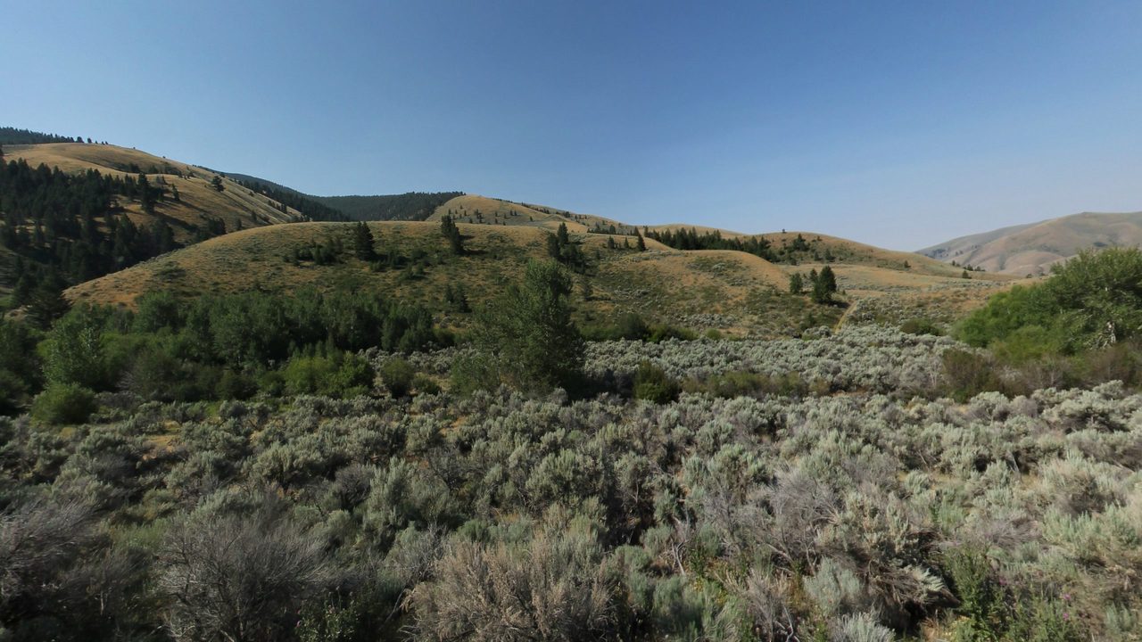 A sagebrush draw with aspens and junipers below dry, rolling hills, 2024