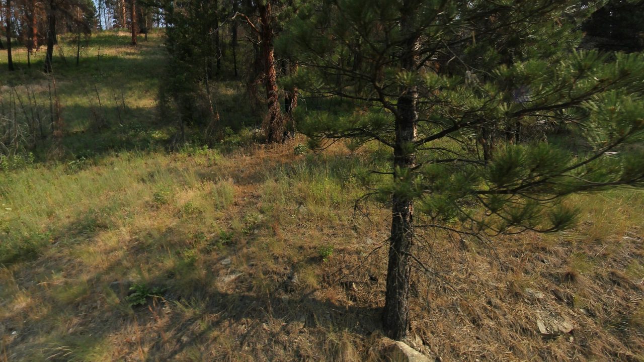 A young pine among grass and scattered trees on a sunlit forest slope, 2024
