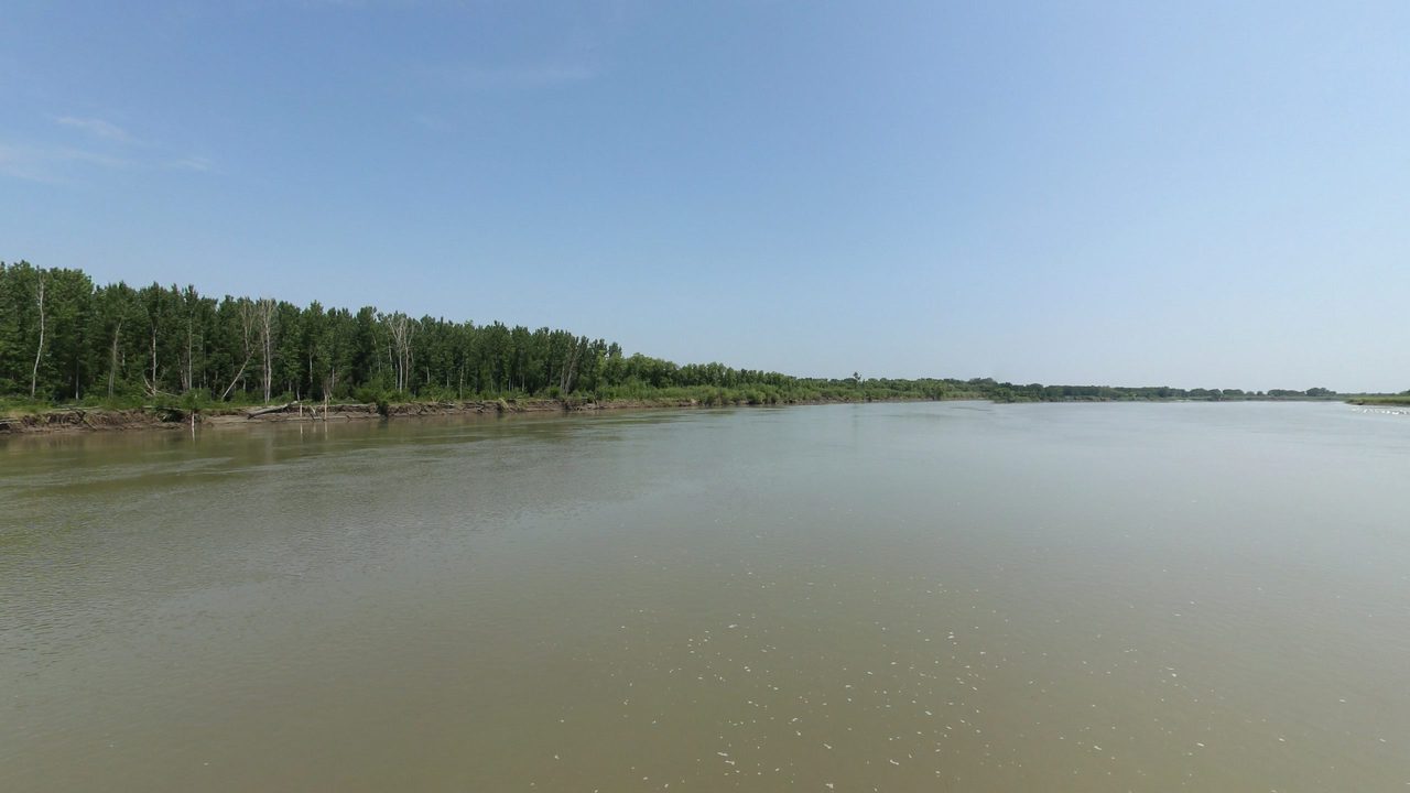 The Missouri River beside a bank of tall cottonwoods on the left, under a blue sky, 2024