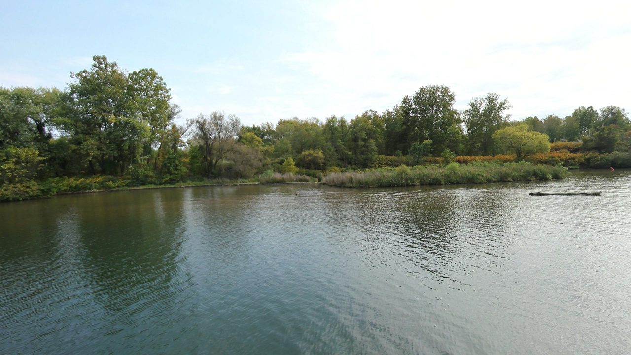 A calm river beside a marshy point of tall grass and autumn-tinged woods, with a floating log, 2024