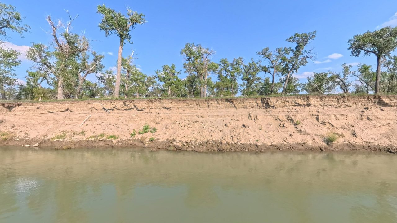A steep sandy cut bank topped with grass and cottonwoods above the calm Missouri River, 2025