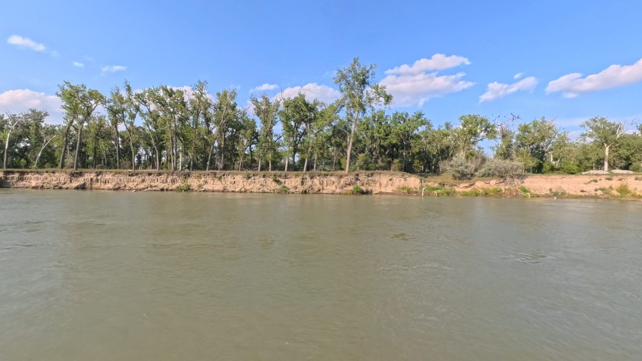 The Missouri River below a steep, sandy bank lined with tall cottonwoods under a blue sky, 2025