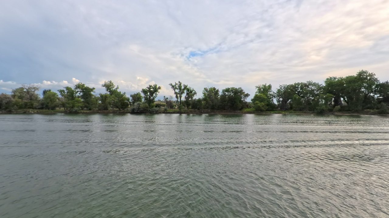 Cottonwoods lining the bank of the Missouri River under a gray, cloudy sky, 2025