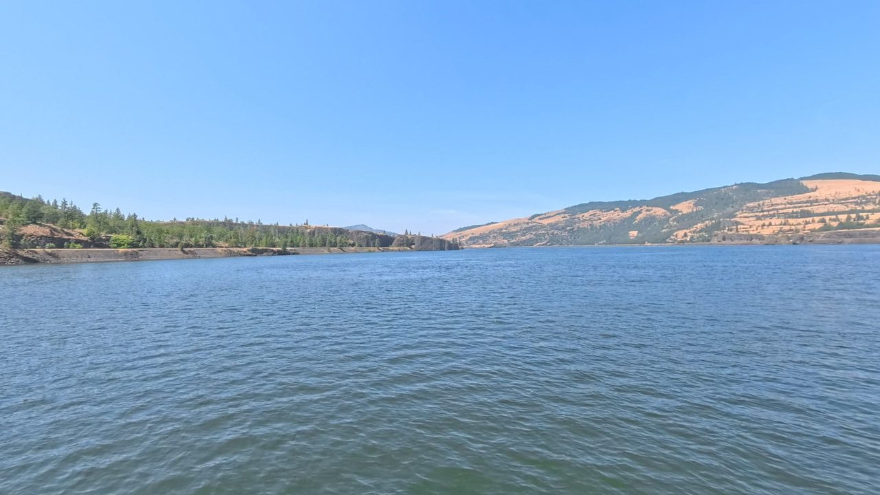 The Columbia River below dry, grassy hills and a forested ridge, under a clear sky, 2025