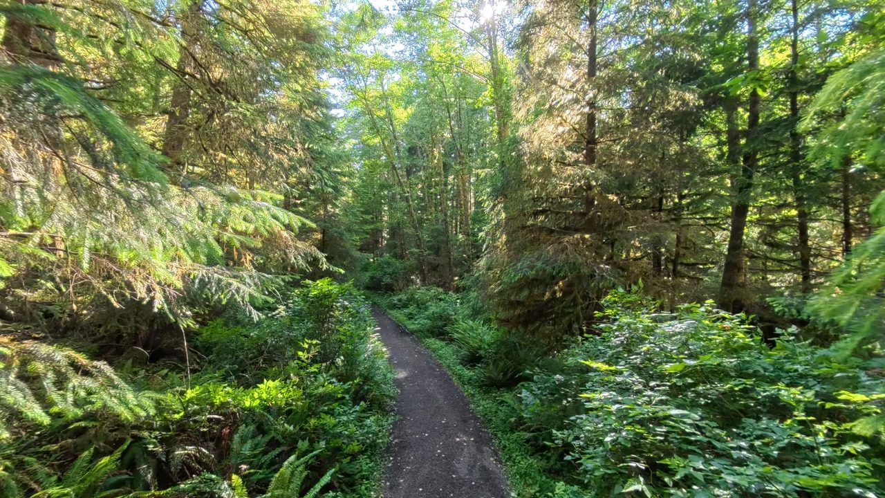 A narrow footpath through a lush forest of ferns and tall conifers, 2025