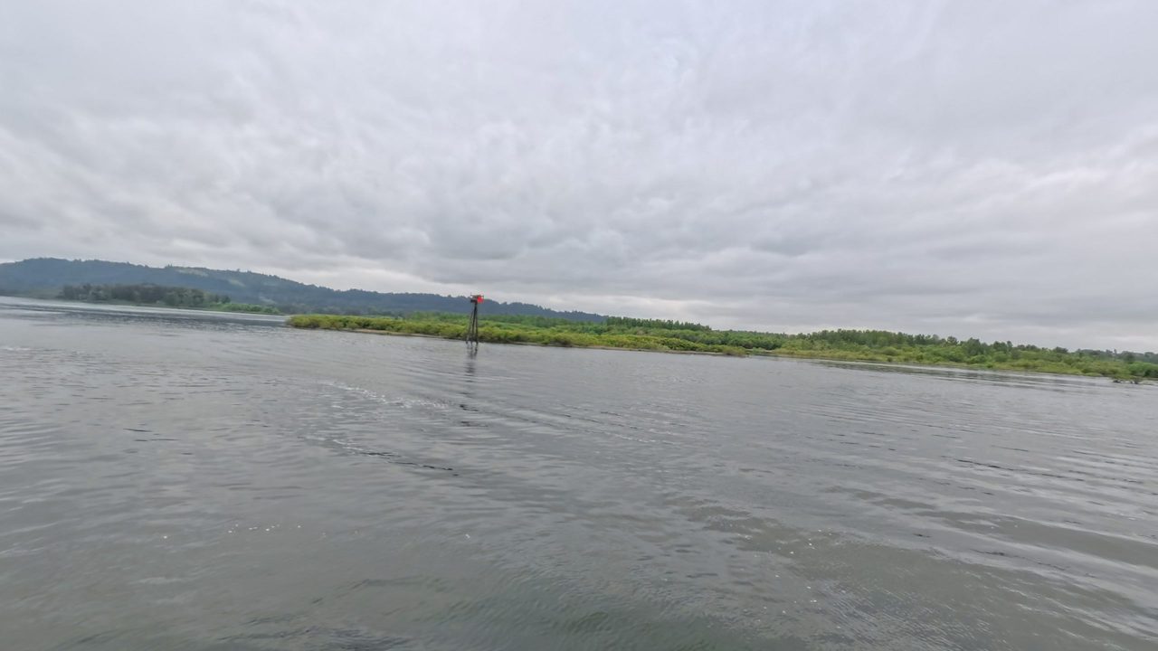 A shrubby island with a red channel marker in the wide Columbia River under a gray sky, 2025