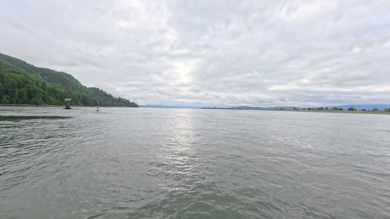 The Columbia River below a forested hillside, with an old stump holding a green channel marker on the left, 2025