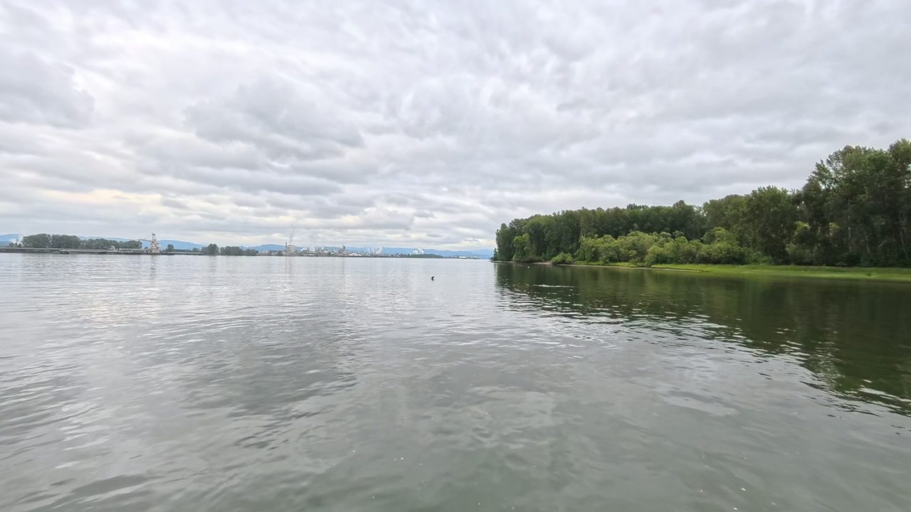 The calm Columbia River beside a wooded bank on the right, under a cloudy sky, 2025