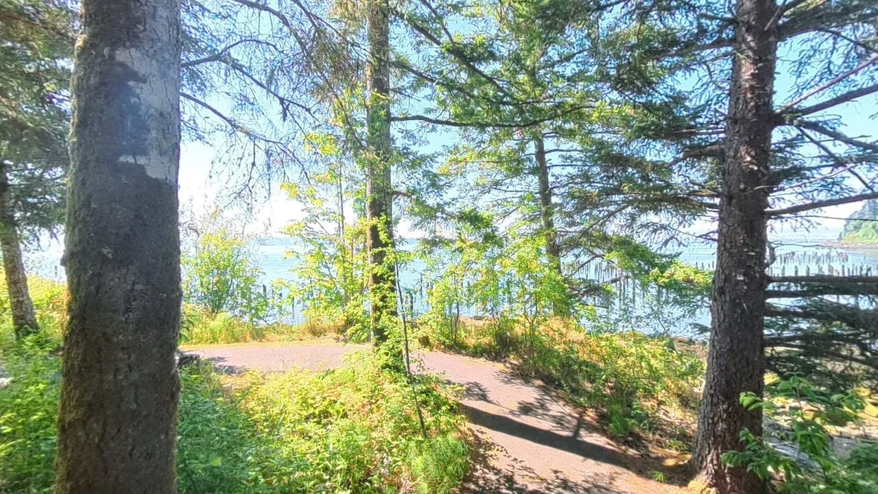 A paved path through tall trees above the Columbia River, with old pilings standing in the water, 2025