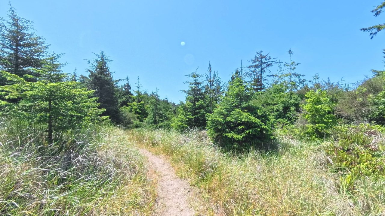 A narrow footpath through tall grass between young spruces and pines under a clear blue sky, 2025