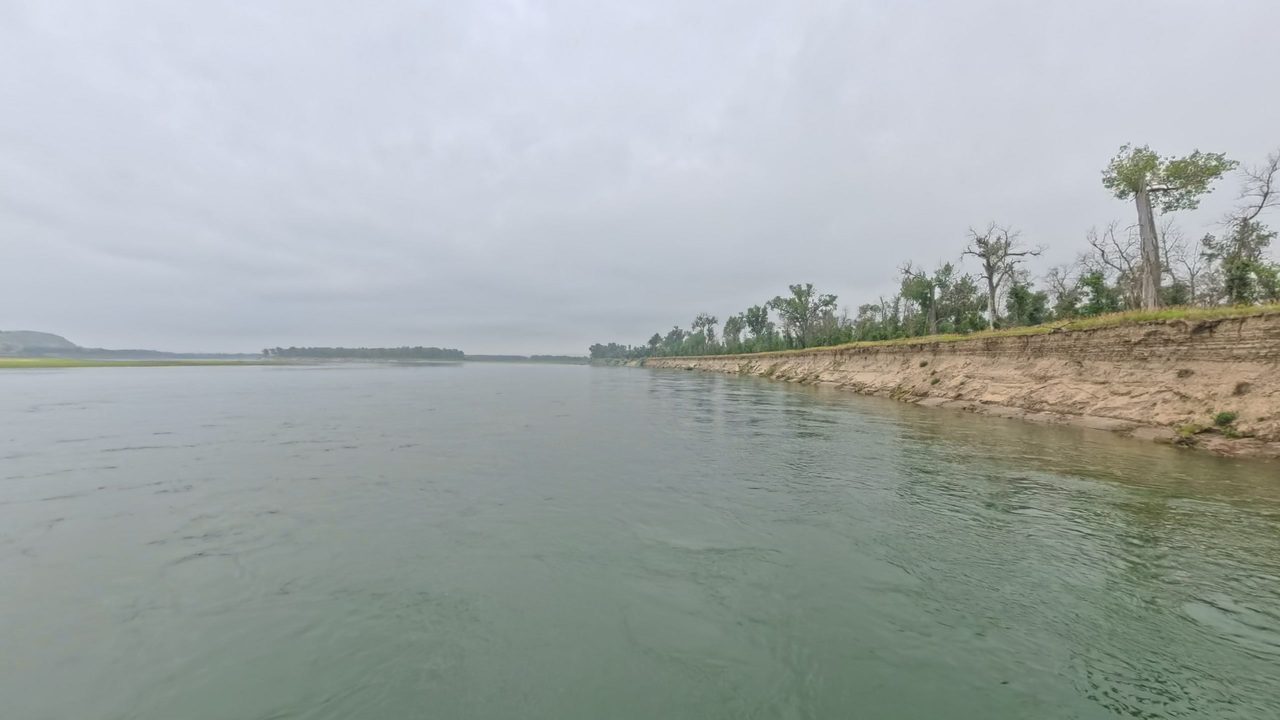 The Missouri River beside a sandy cut bank lined with cottonwoods on the right, under an overcast sky, 2025