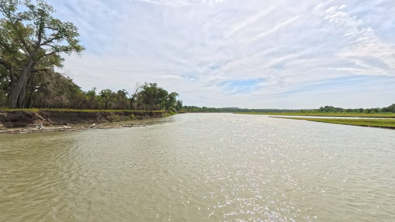 The Missouri River below a large, spreading cottonwood on the left bank, 2025
