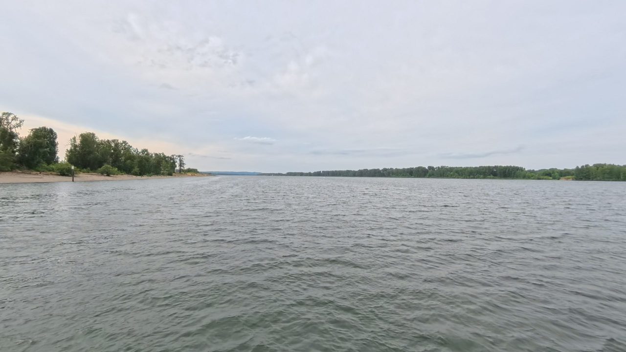 The Columbia River beside a sandy beach below leafy trees on the left, with a wooded shore across the water, 2025