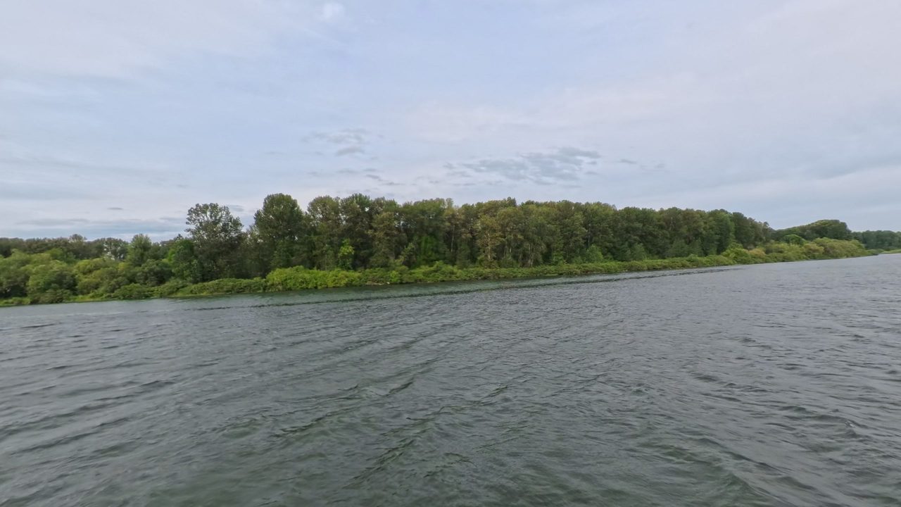 A dense line of cottonwoods and willows along the bank of the Columbia River, 2025