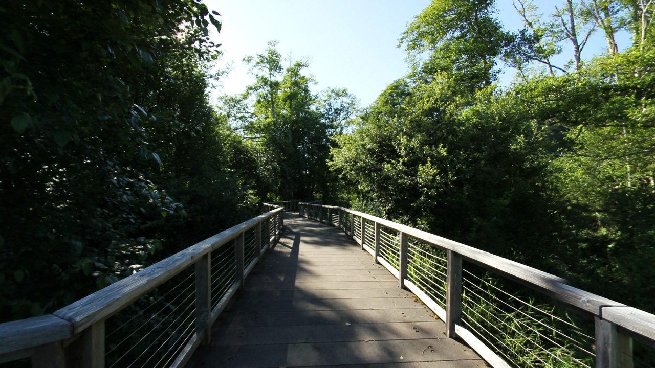 A wooden boardwalk leading through dense, sunlit woodland under a blue sky, 2025