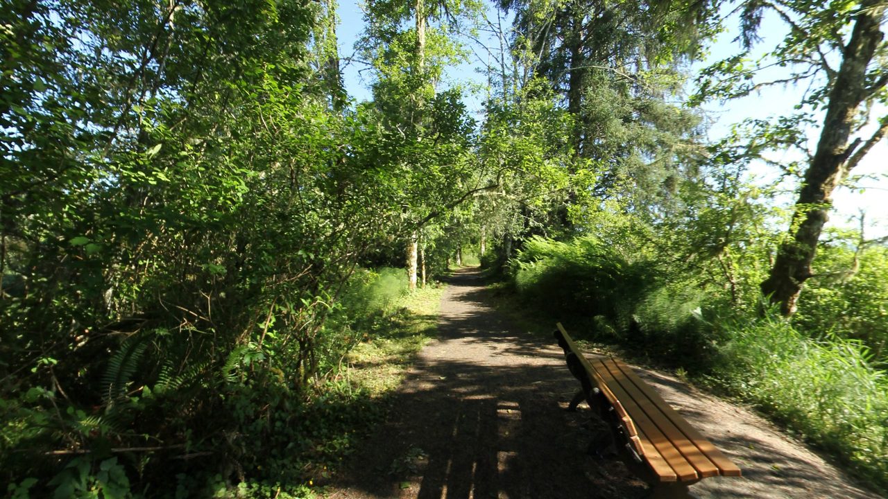 A shaded gravel path through dense green woods, with a wooden bench beside it, 2025