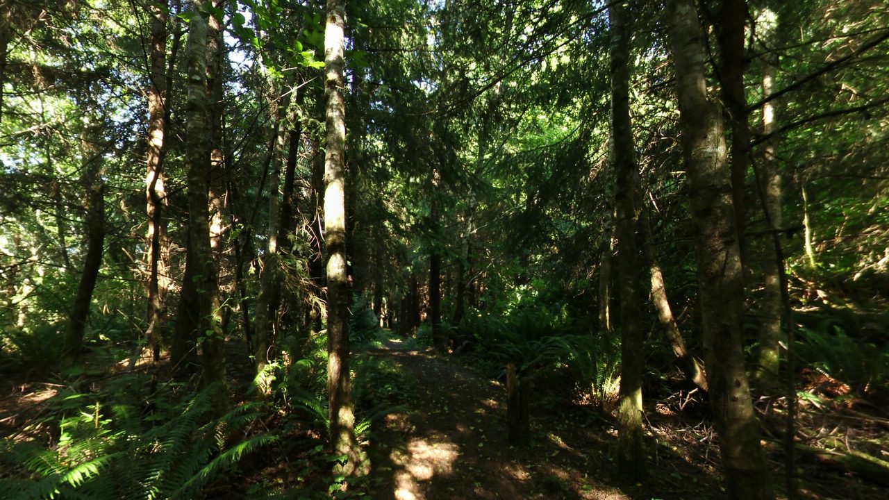 A dirt trail through a shaded forest of tall conifers and ferns, 2025