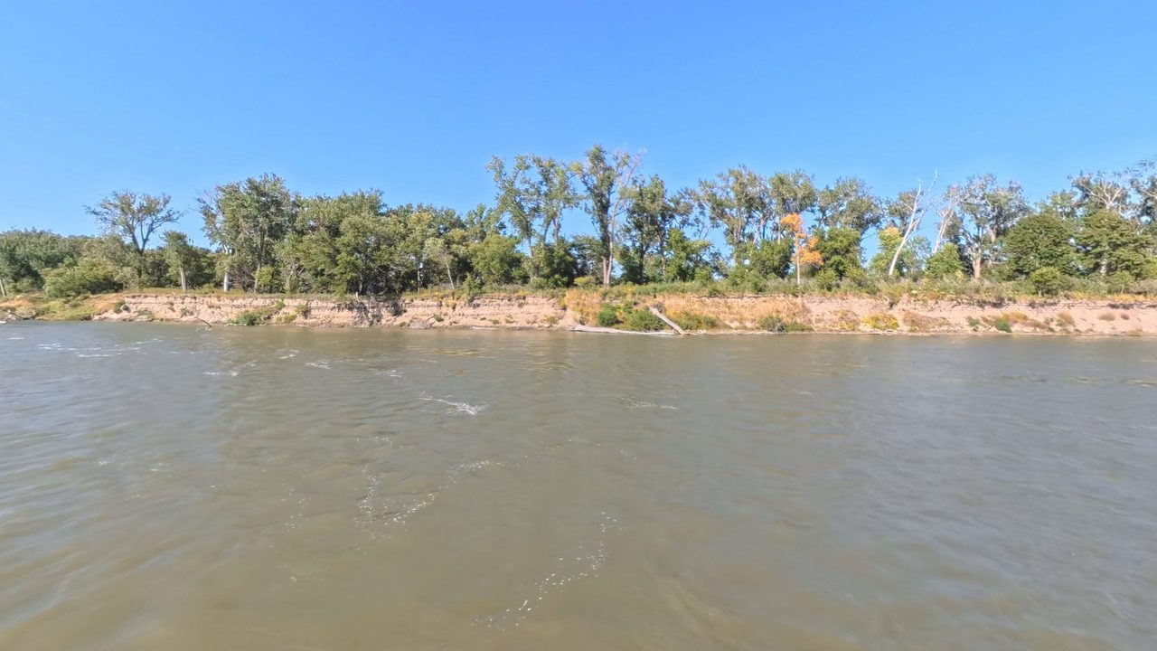 A sandy cut bank below cottonwoods along the swirling Missouri River, 2025