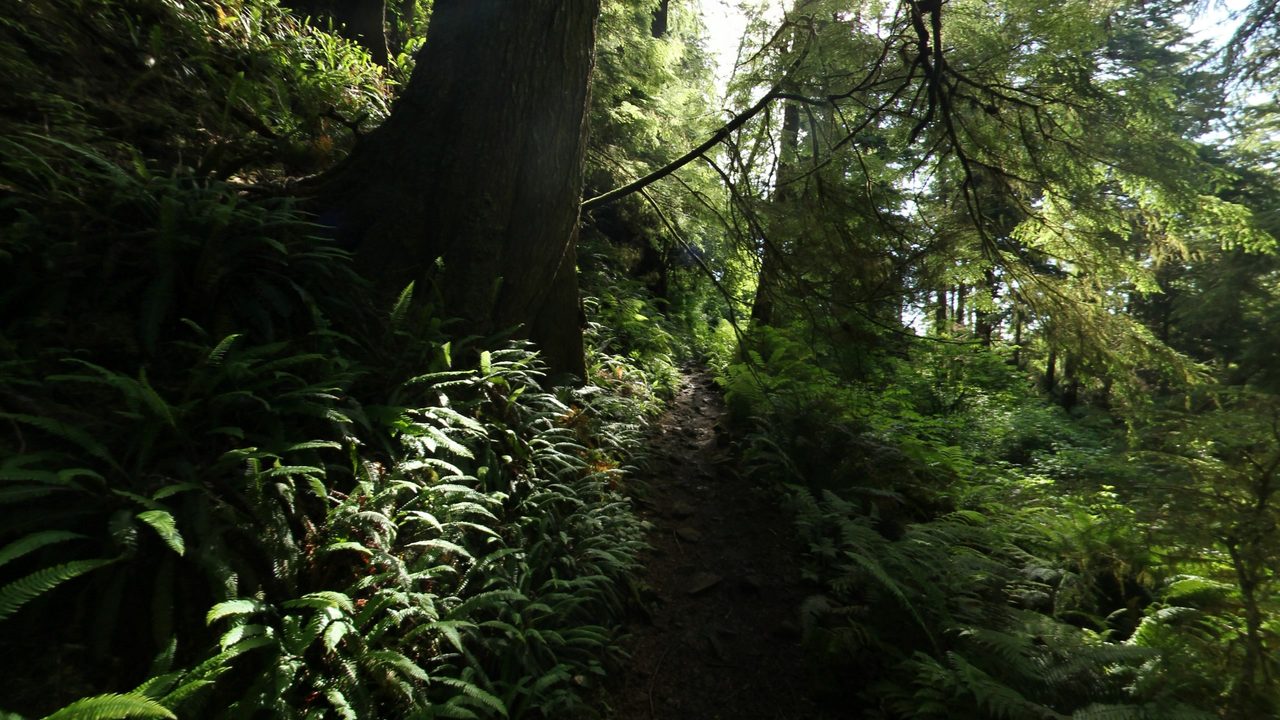A narrow dirt path through a shaded forest of ferns and tall conifers, 2025