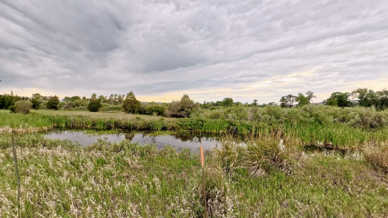 A marshy pond fringed with reeds and tall grass under a mottled grey sky, 2026