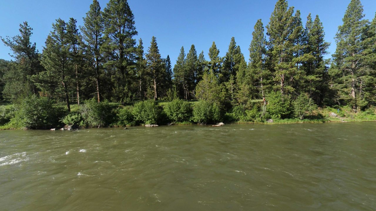 The Blackfoot River rushing past a grassy bank of shrubs below tall pines, under a clear sky, 2022